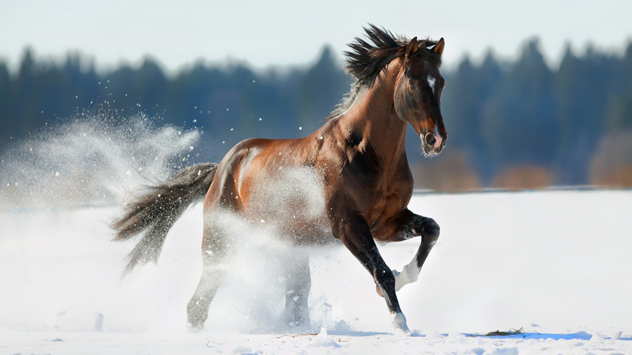 5 Astuces Santé pour Préparer vos Chevaux à la Transition Hiver-Printemps