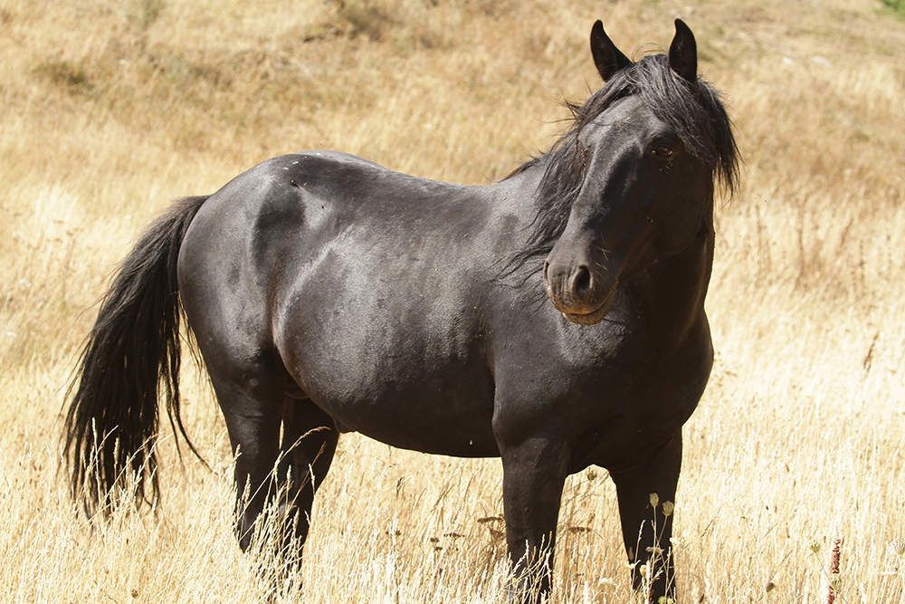 À la découverte du Cheval Losino : Trésor Méconnu de l'Espagne